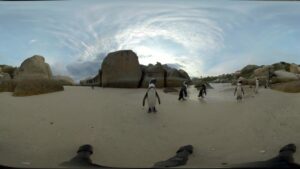 VR资源网 南非濒临灭绝的企鹅 - 360 National Geographic