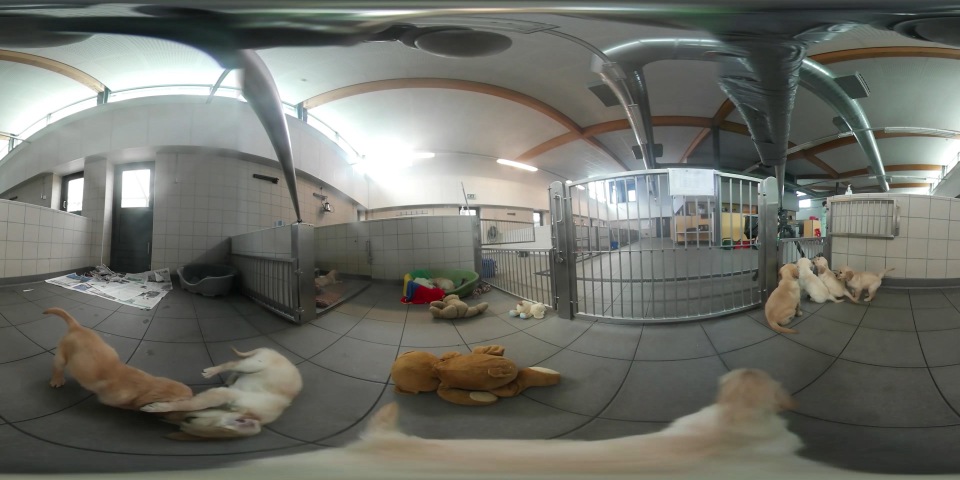 【360°全景VR】小导盲犬成长日记_超清 4K-【MIX超清视频素材】