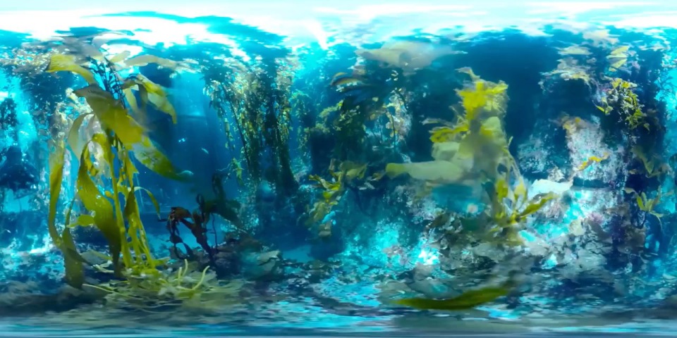 VR资源网 BBC地球海洋水族馆的水藻林360度VR全景视频