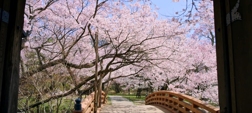 【VR资源网】天下第一の桜（高遠城址公園）_超清 4K