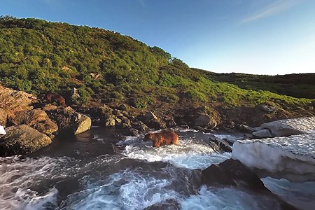 360VR视频 坎巴尔纳亚河的熊。第三部分